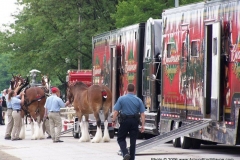 2006: The Budweiser Clydesdales getting ready
