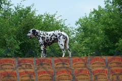 2006: The Budweiser Dalmatian