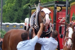 The Budweiser Clydesdales being outfitted