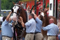2006: The Budweiser Clydesdales being outfitted