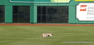 2009/12/05: Faux Coyote on the field