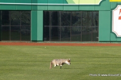 2009/12/05: Faux Coyote on the field