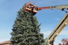 Stringing Christmas tree lights