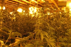 Marijuana plant growing operation