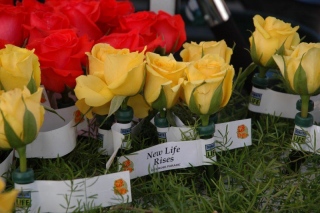 Roses on the Donate Life Rose Parade Float