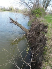 Riverbank erosion