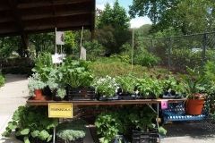 Mother's Day Plant Sale