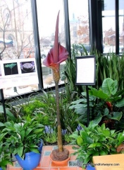 The Amorphophallus is blooming!