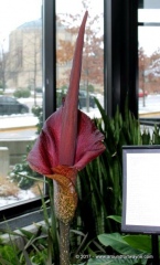 The Amorphophallus is blooming!