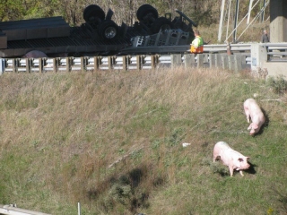 Pigs loose on toll road