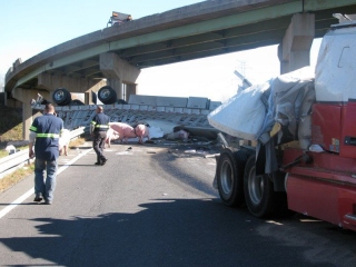 Pigs loose on toll road