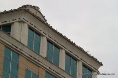 Pigeons on the east side of the Wells Fargo Building