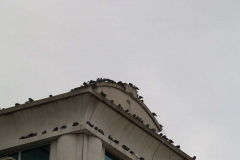 Pigeons on the east side of the Wells Fargo Building