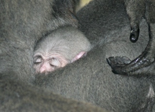Javan gibbon baby