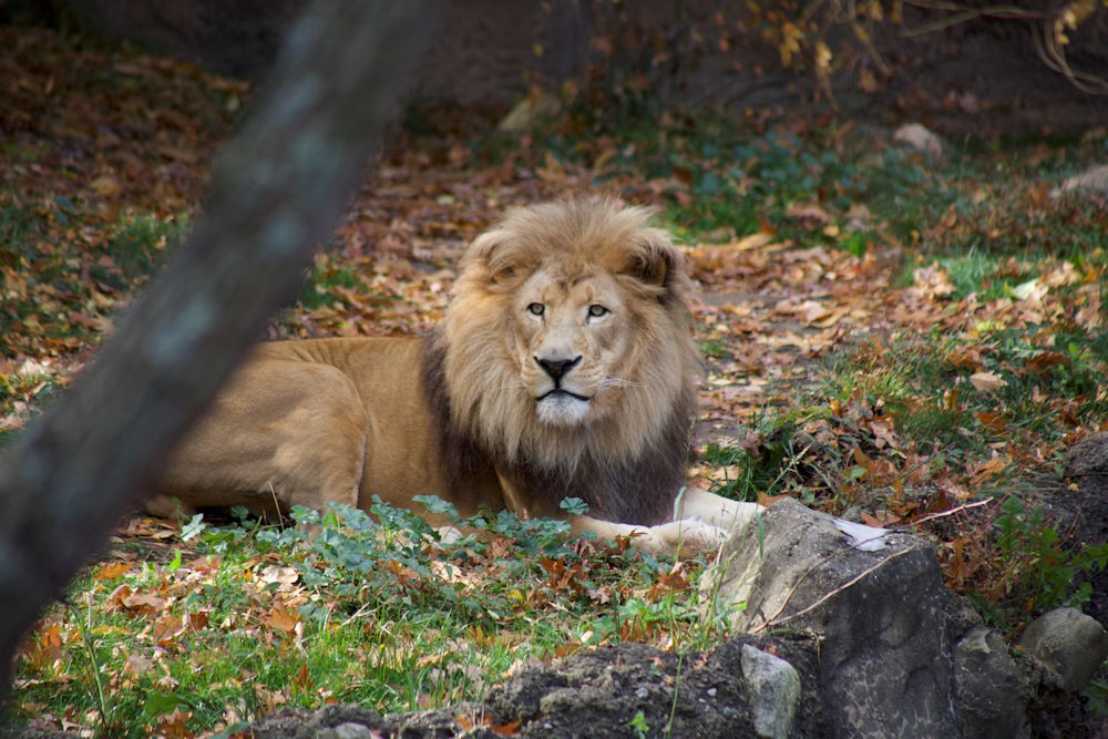 Kiume the lion