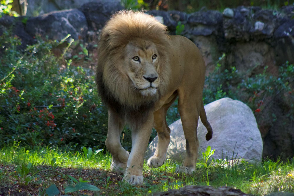 Kiume the lion