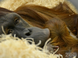 Tara the orangutan