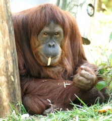 Tara the Orangutan