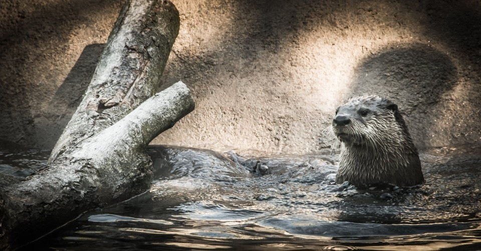 Otters at the zoo