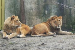 Bahati the lion (on the right)