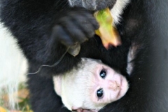 Colobus Monkey baby born at the Zoo with her mother