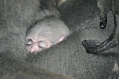 Javan gibbon baby