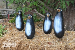 Penguins animal sculptures