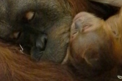 Tara the orangutan