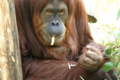 Tara the Orangutan