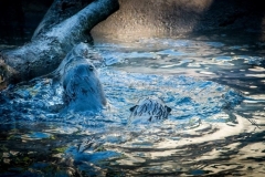 Otters at the zoo