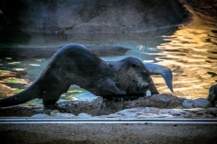 Otters at the zoo