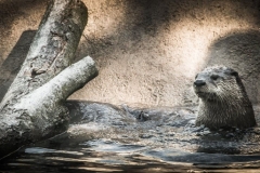 Otters at the zoo