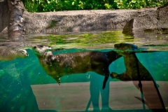 Otters at the zoo