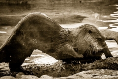 Otters at the zoo