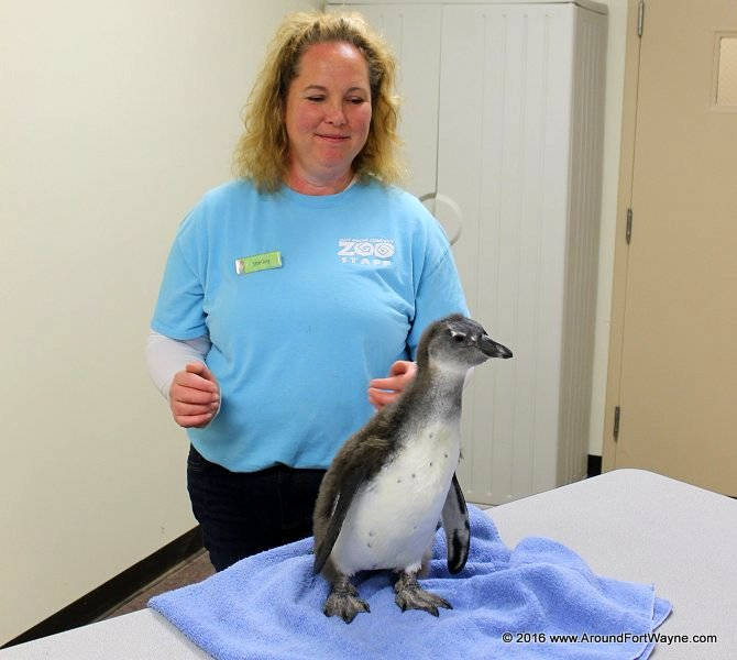 Blue - the newest penguin at the Zoo.