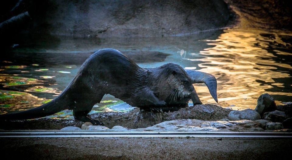 Otters at the zoo